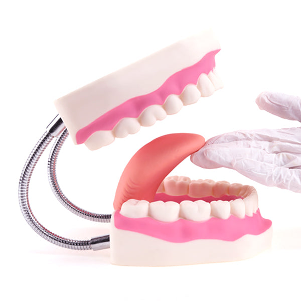 RONTEN Dental Care Model Function