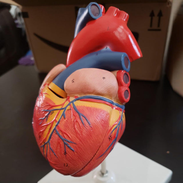 RONTEN,Human Heart Model,Life Size Anatomically Medical,Heart Model