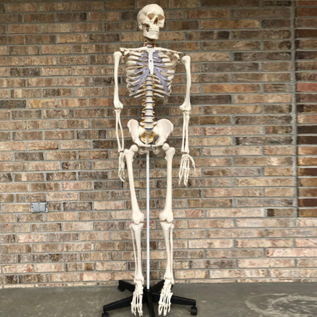 Ronten,Skeleton Model,Life Size Anatomical Skeleton Model