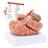 RONTEN Life-Size Human Brain Anatomical Model Colored Brain Model