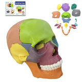 RONTEN Mini Size Detachable Skull Model 15 Parts Detachable Color Skull Model