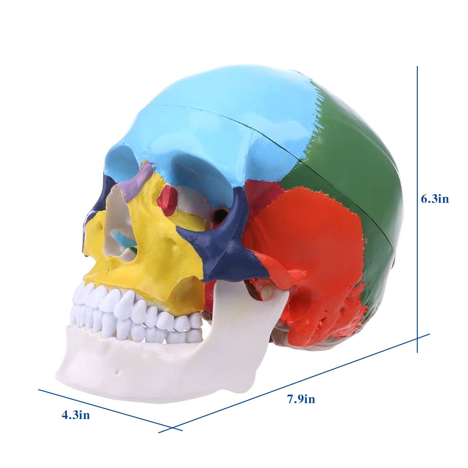 RONTEN Life Size Human Colored Skull Model with Detachable Brain Model Size