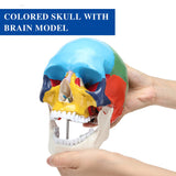 RONTEN Life Size Human Colored Skull Model with Detachable Brain Model Display