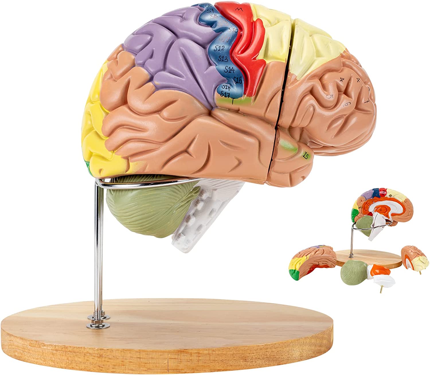 RONTEN 2 Times Life-Size Brain Model Anatomical Model Detachable Medical Brain Supplement Model