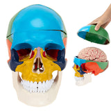 RONTEN Life Size Human Colored Skull Model with Detachable Brain Model