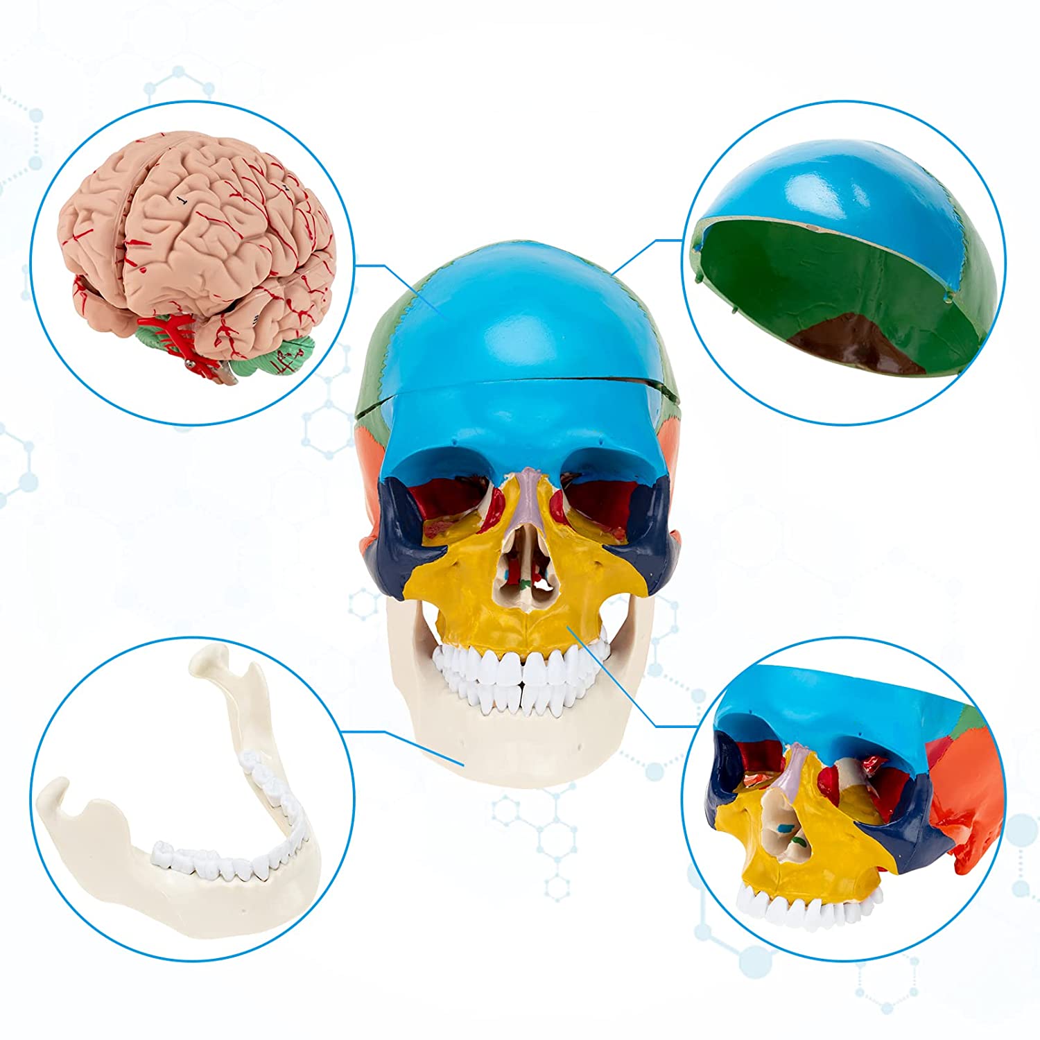  Life Size Human Colored Skull Model with Detachable Brain 