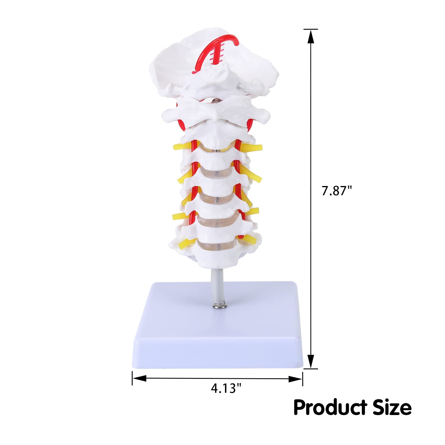 RONTEN Cervical Vertebra Model Life-Size Cervical Vertebra Anatomical Model