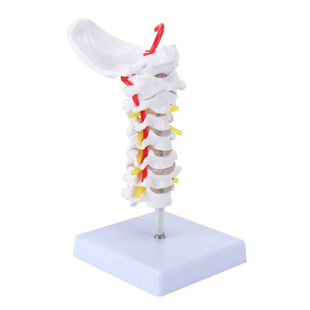 RONTEN Cervical Vertebra Model Life-Size Cervical Vertebra Model ...