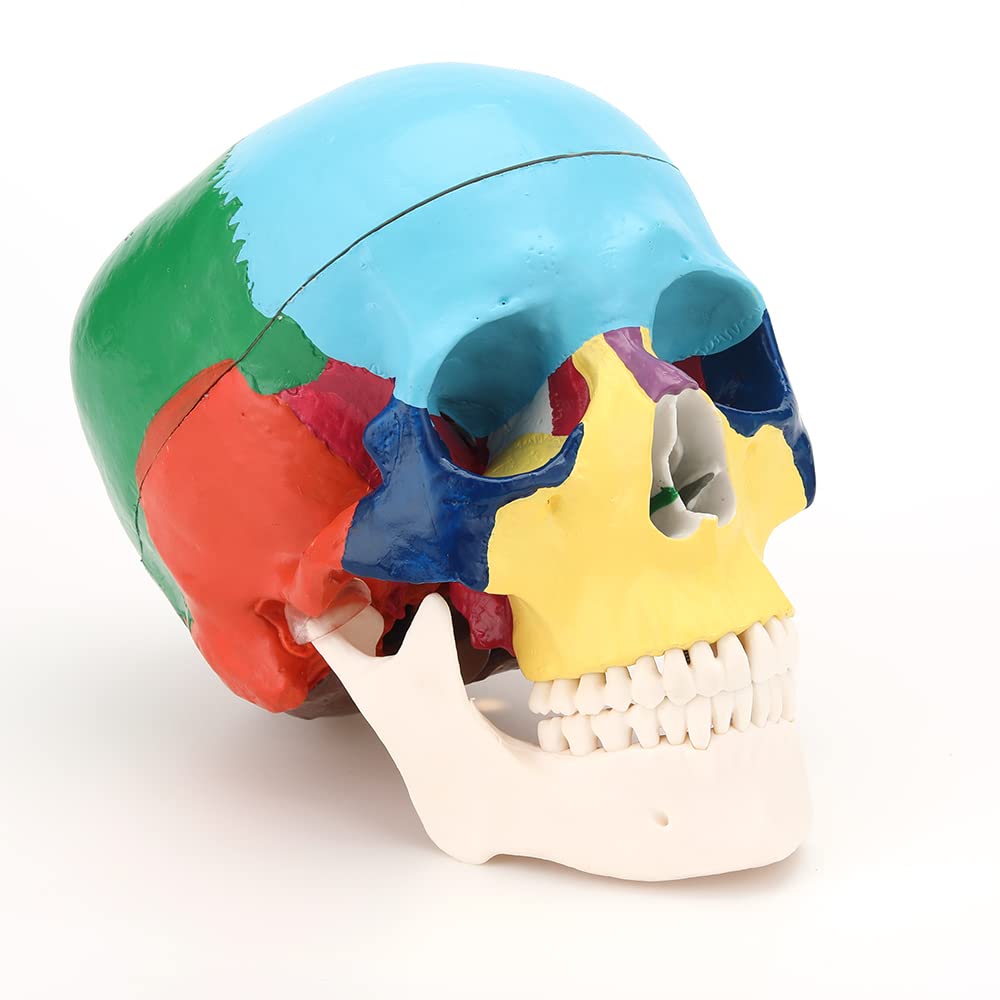 RONTEN Colored Skull Model Life Size 3-Part Anatomical Model