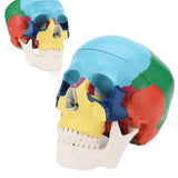 RONTEN Human Colored Skull Model Life Size 3-Part Anatomical Model
