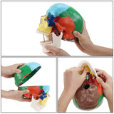 Human Colored Skull Model Life Size 3-Part Anatomical Model