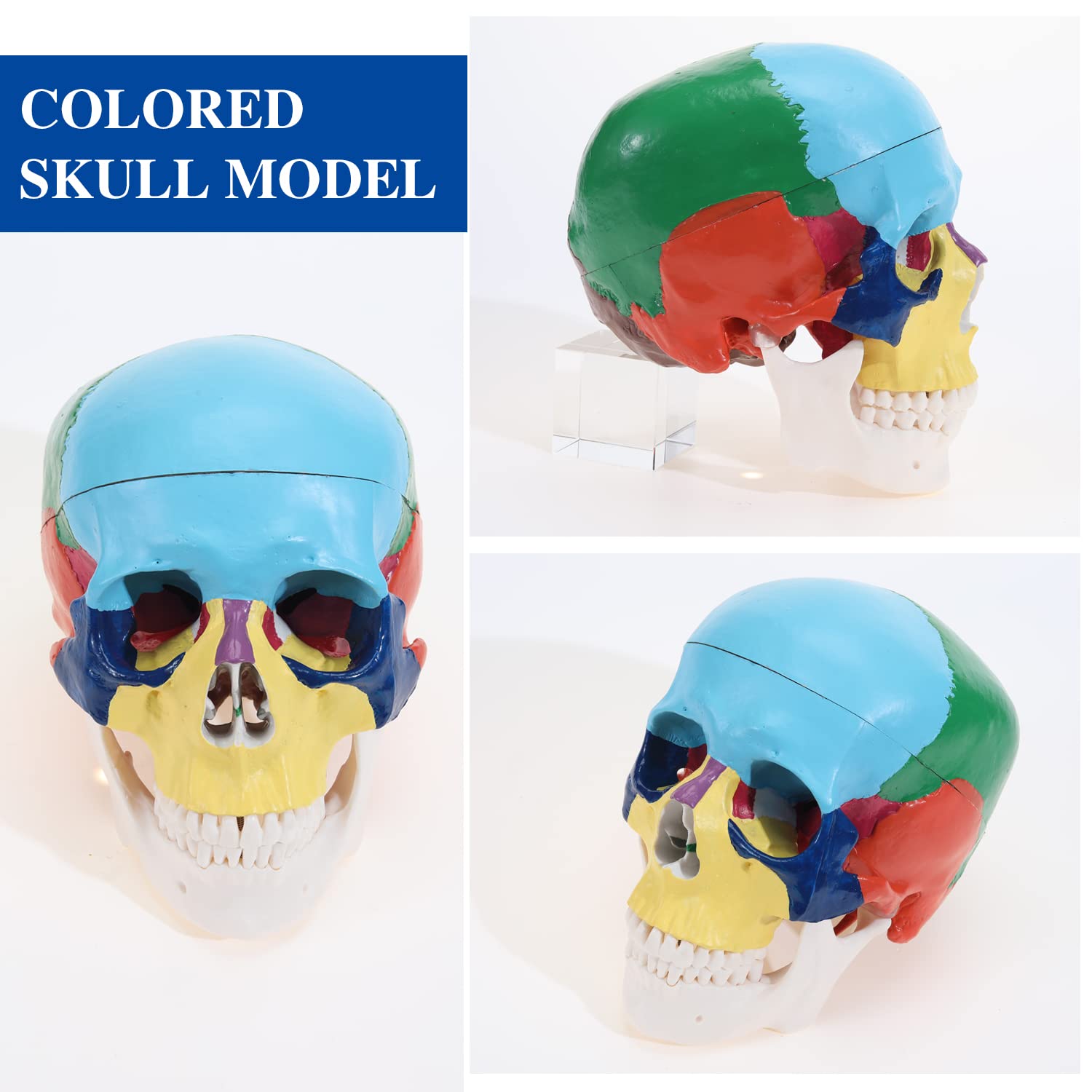RONTEN Human Colored Skull Model Life Size 