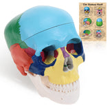 RONTEN New Human Colored Skull Model Life Size 3-Part Anatomical Model