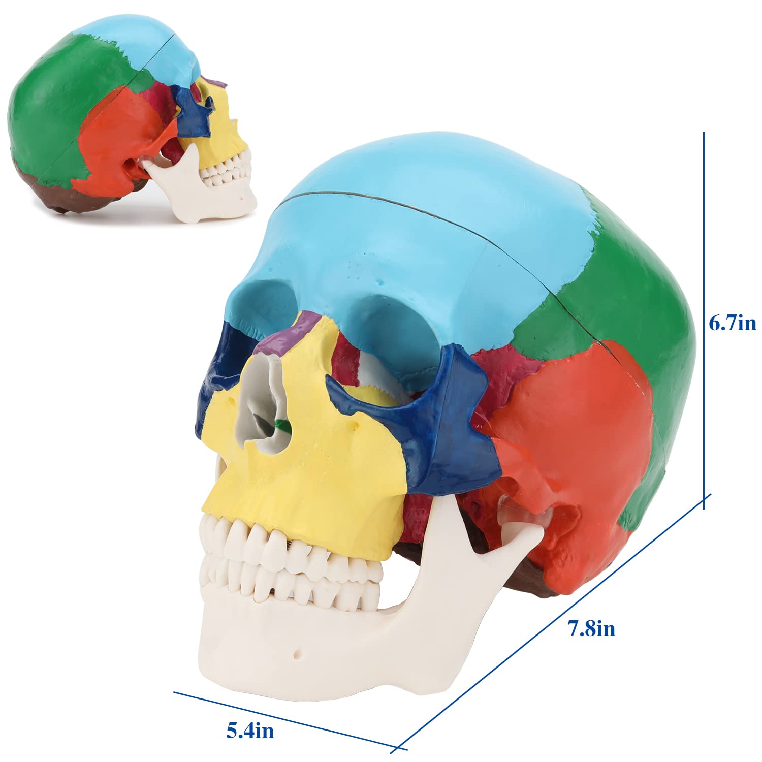 RONTEN Human Colored Skull Model Life Size 3-Part Anatomical Model SIZE