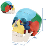 RONTEN Human Colored Skull Model Life Size 3-Part Anatomical Model SIZE