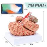 demonstration model,medical education models, teaching models, medical simulator, healthcare training, medical school, display model,RONTEN,Life-Size Human Brain Anatomical Model