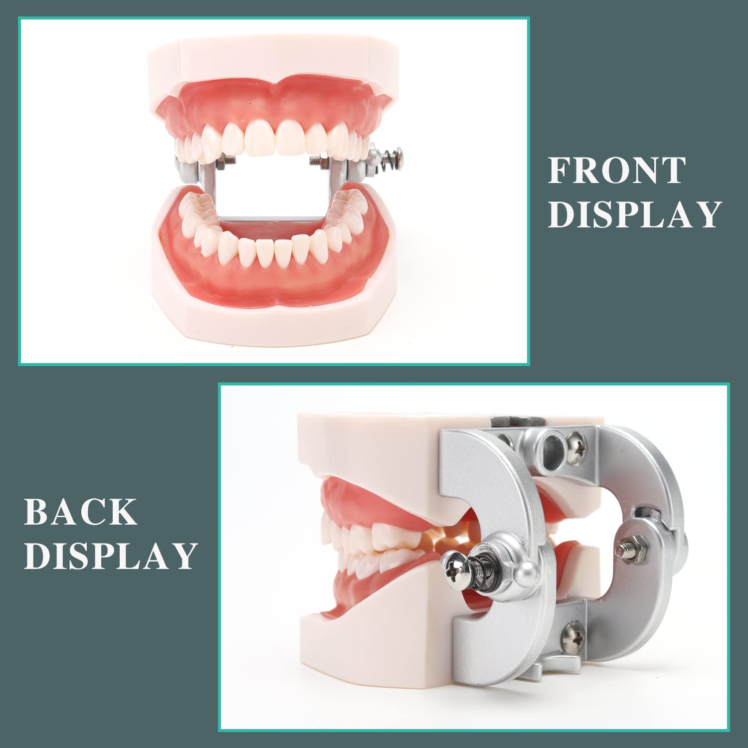 RONTEN Dental Teeth Model Adult Anatomical Teeth Model with 28 Teeth Detachable Teeth Display