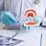 RONTEN Dental Teeth Model Anatomical Teeth Model with 28 Teeth Detachable Teeth
