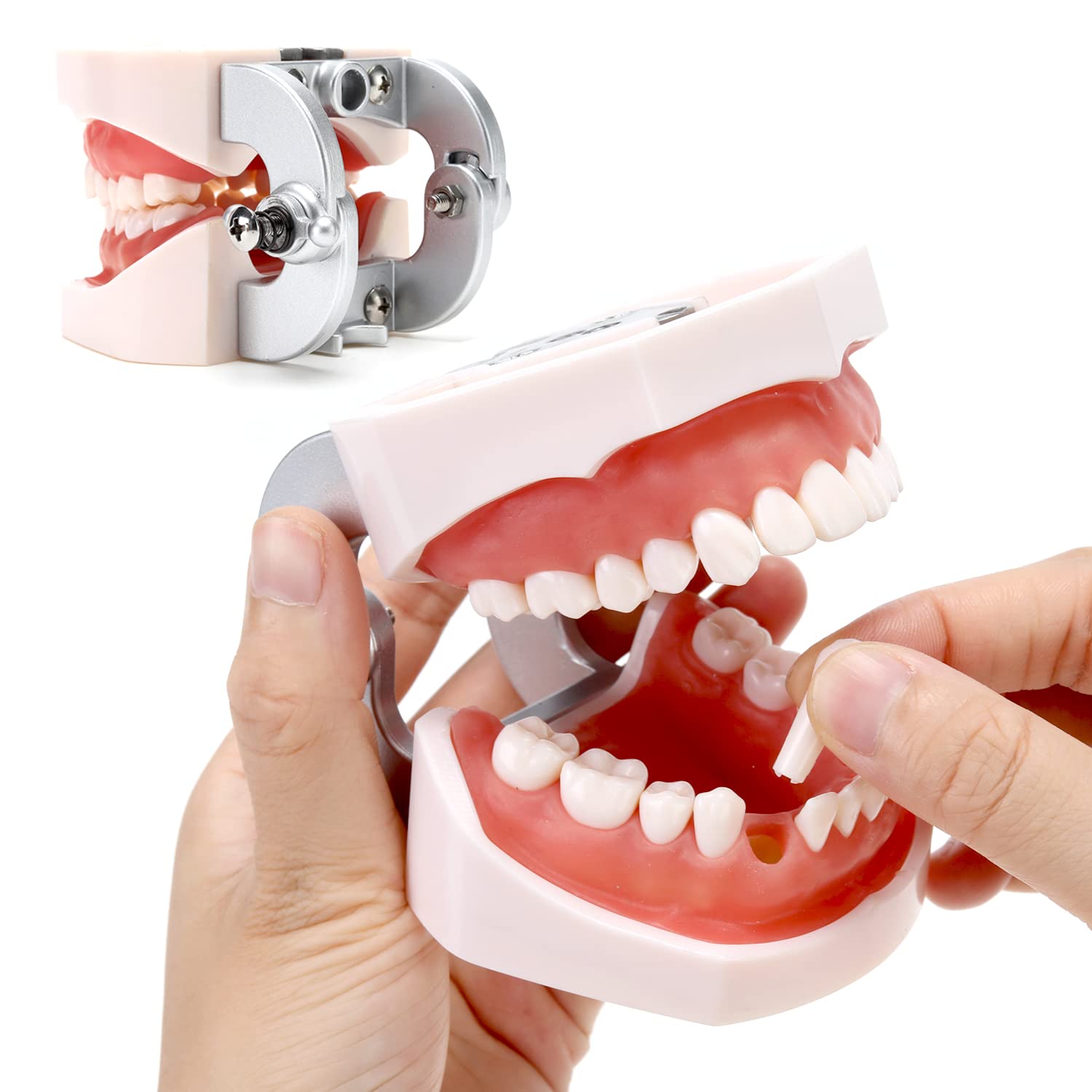 Dental Teeth Model Adult Anatomical Teeth Model with 28 Teeth Detachable Teeth
