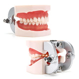 RONTEN Dental Teeth Model Adult Anatomical Teeth Model with 28 Teeth Detachable Teeth