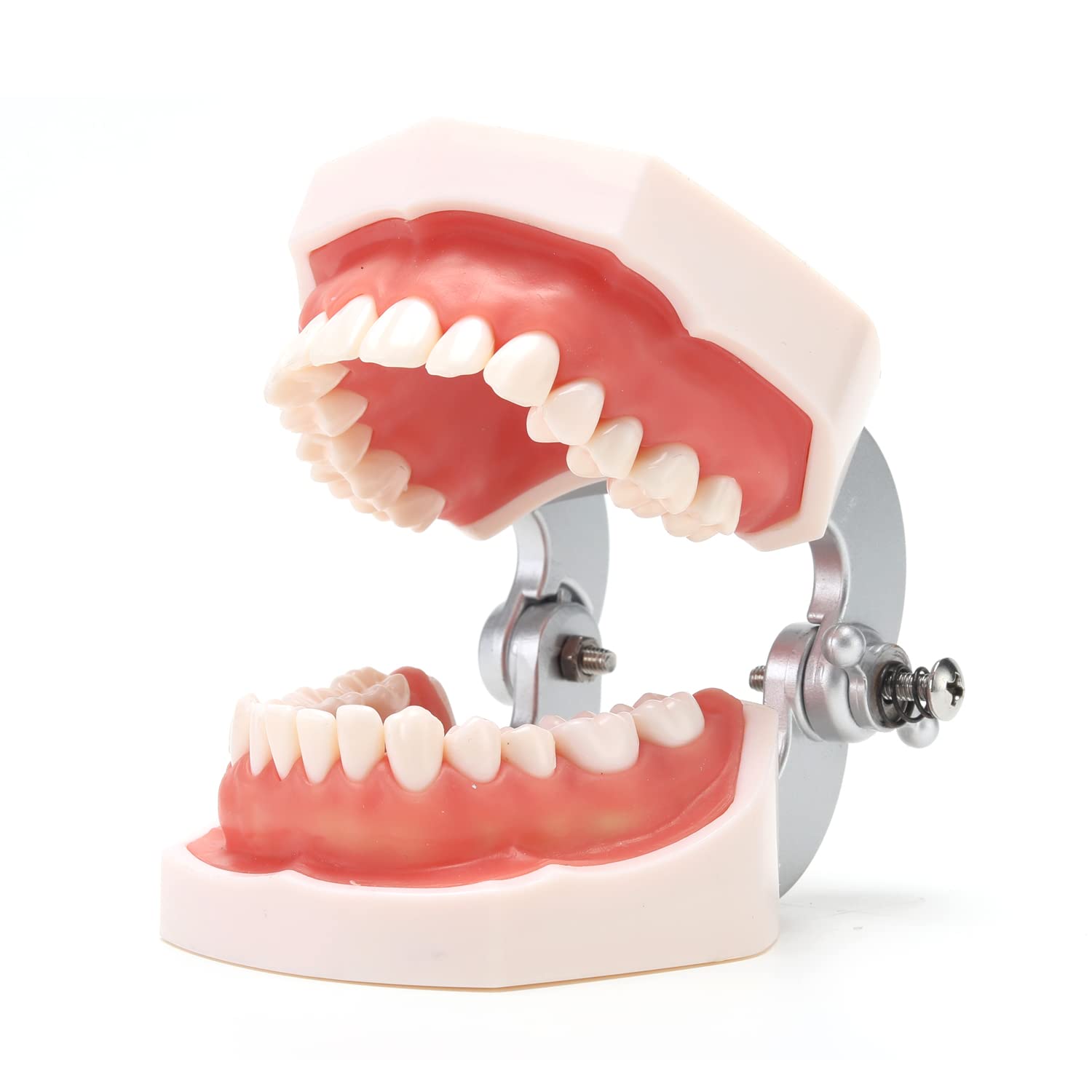 RONTEN Dental Teeth Model