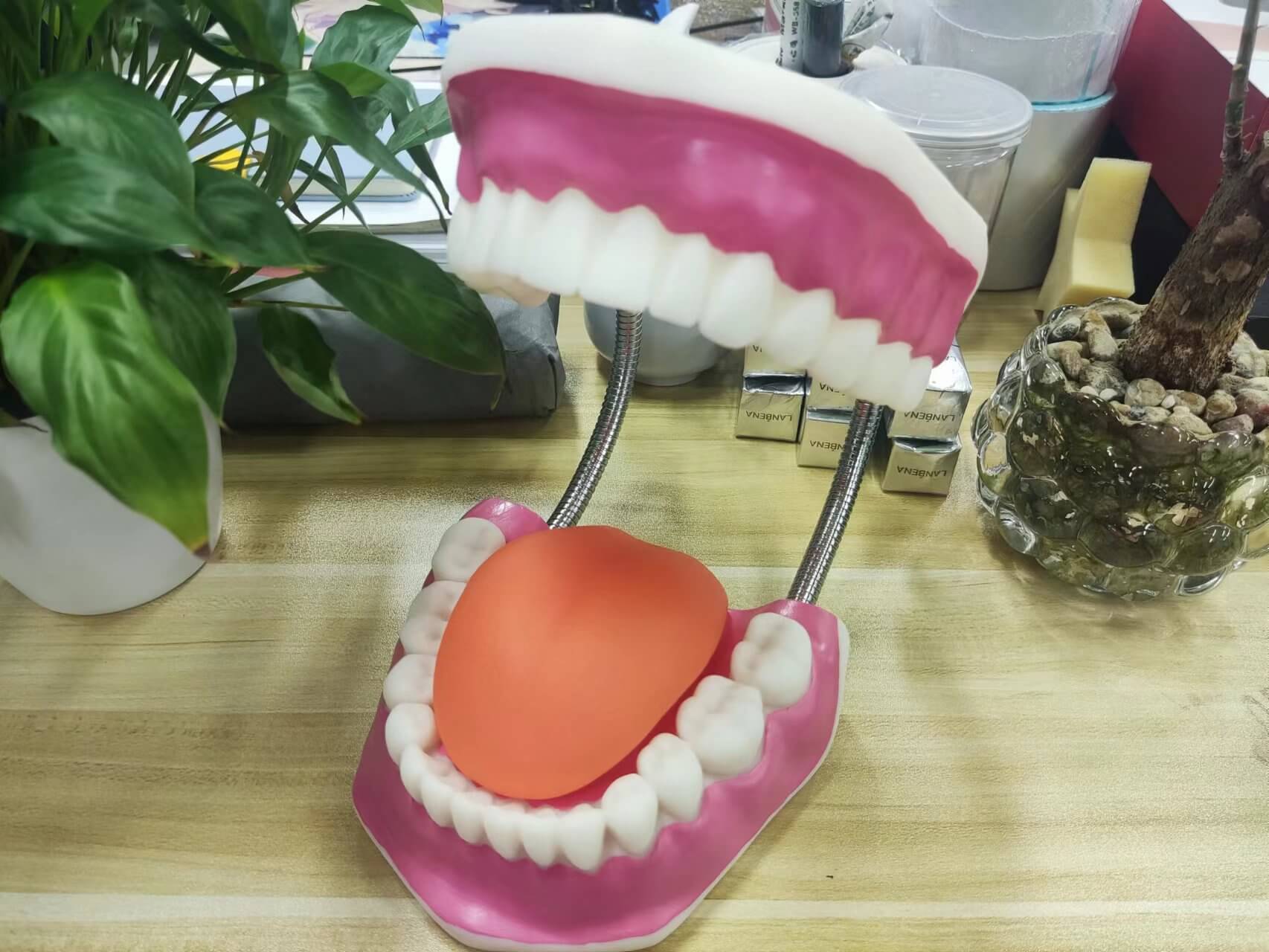 RONTEN Dental Tooth Brushing Model 6 Times Enlarged with Giant Brush