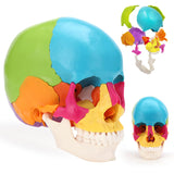 RONTEN Human Colored Skull Model Life Size Exploded Anatomical Skull Model