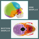 Human Colored Skull Model，healthcare training,medical school,display model,demonstration model