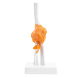 RONTEN Human Elbow Joint Model Anatomy Model with Ligaments