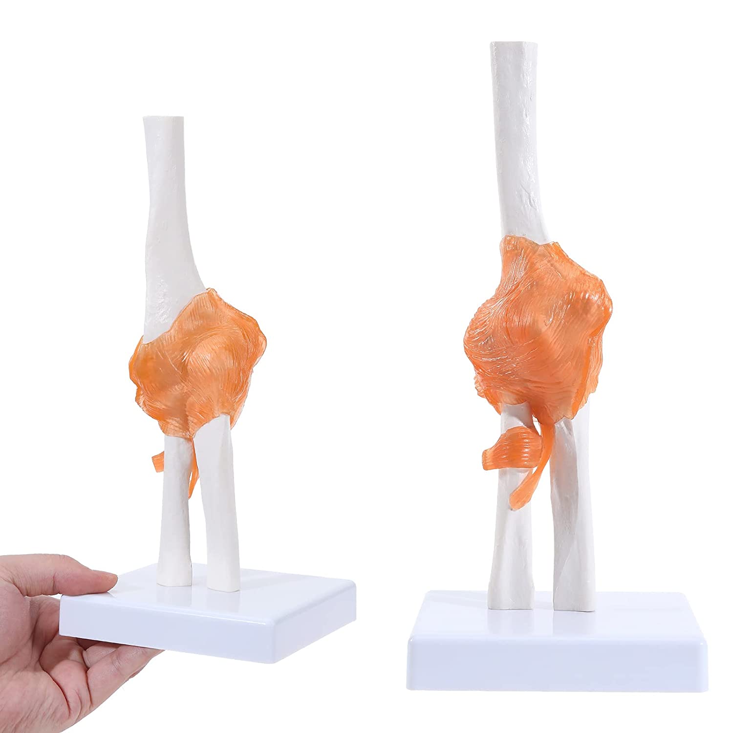 Human Elbow Joint Model Anatomy Model with Ligaments