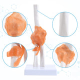  Elbow Joint Model Anatomy Model with Ligaments Display