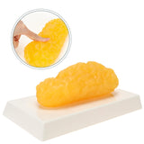 RONTEN  Human Body 1 lb Fat Anatomy Model for Anatomy Class Display Stay Healthy Weight Loss Motivation Reminder