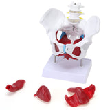 RONTEN Female Pelvis Model with Organs Pelvic Floor Muscles and Reproductive Organs and Removable Organs