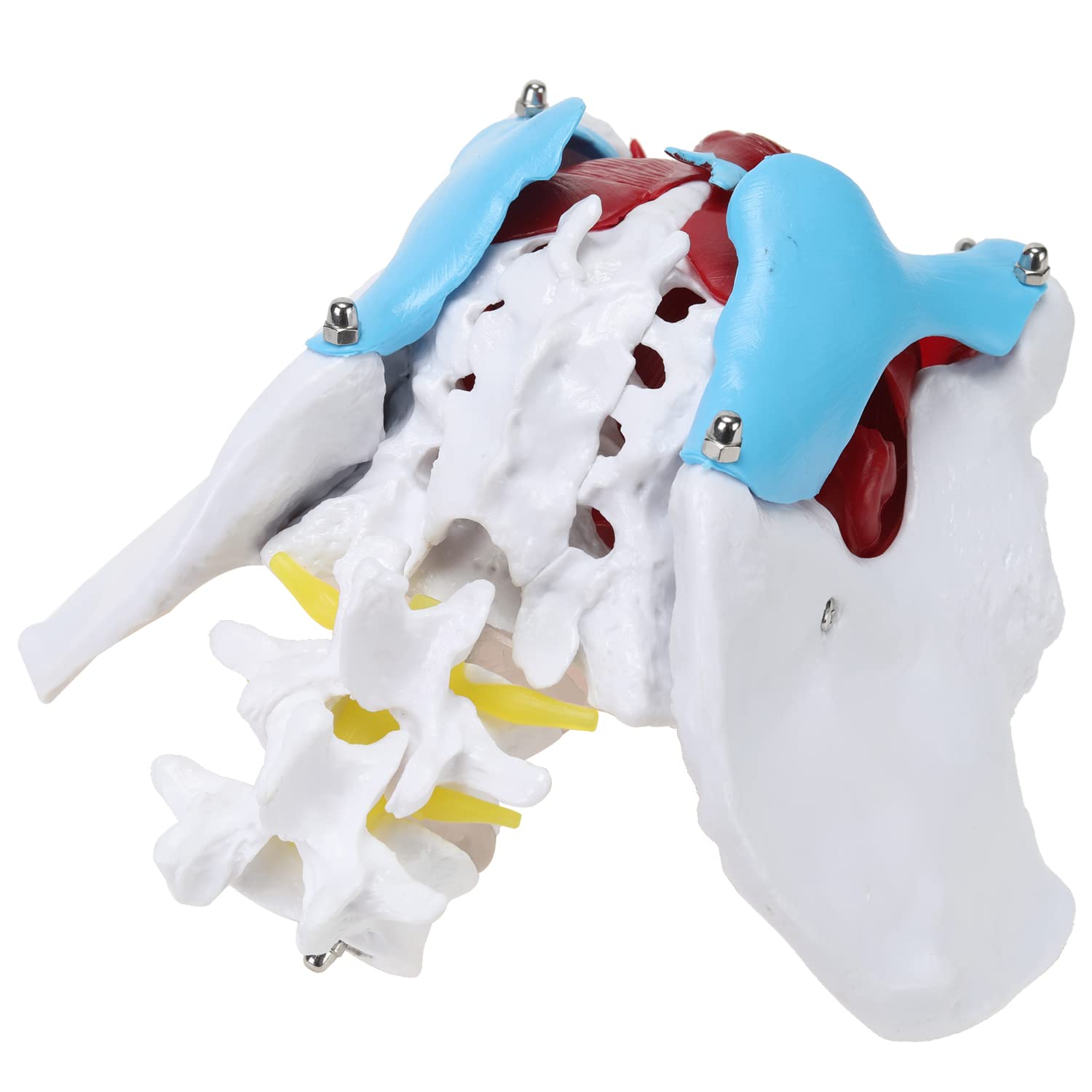 RONTEN Female Pelvis Model with Organs Pelvic Floor Muscles and Reproductive Organs and Removable Organs DISPLAY
