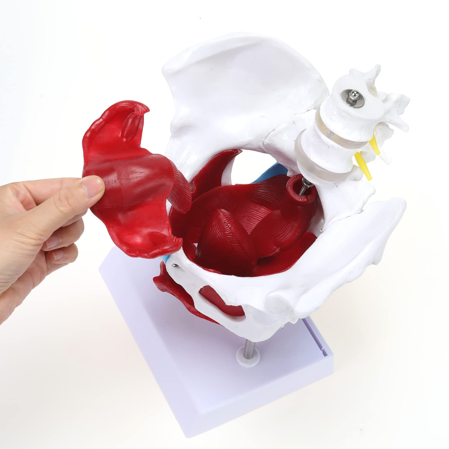  Pelvis Model with Organs Pelvic Floor Muscles and Reproductive Organs and Removable Organs
