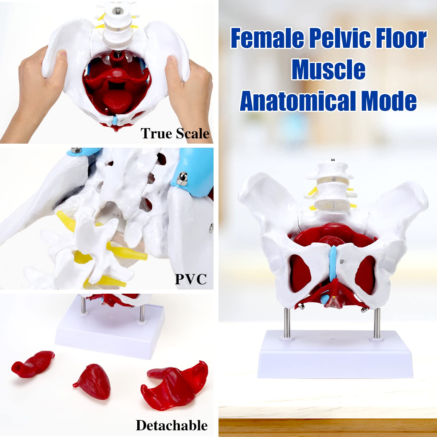 RONTEN Female Pelvis Model with Organs Pelvic Floor Muscles and Reproductive Organs