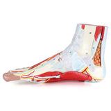 RONTEN Human Foot Anatomy Model With 9 Detachable Parts With The Muscles Ligaments Nerves And Arteries