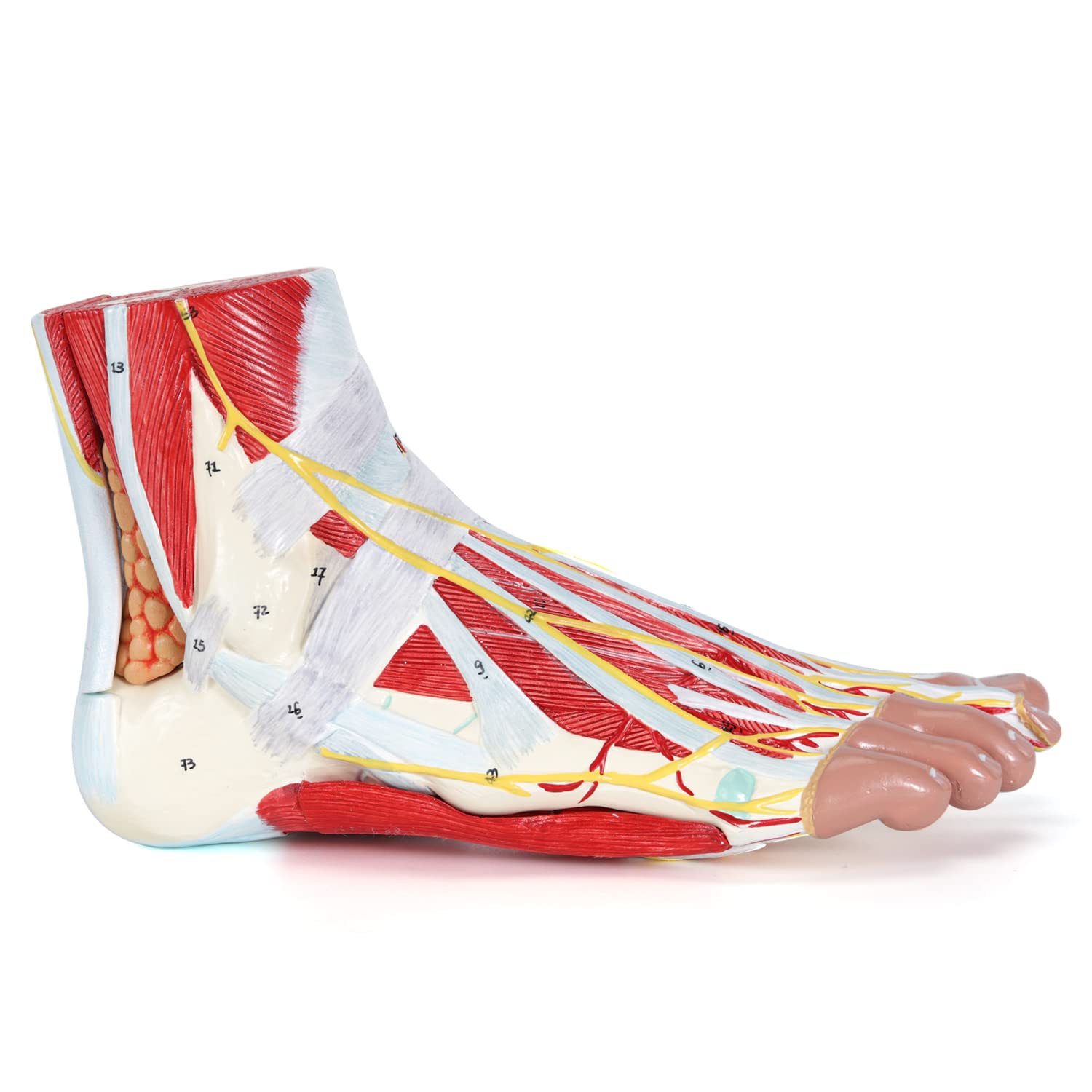 RONTEN Human Foot Anatomy Model With 9 Detachable Parts With The Muscles Ligaments Nerves And Arteries