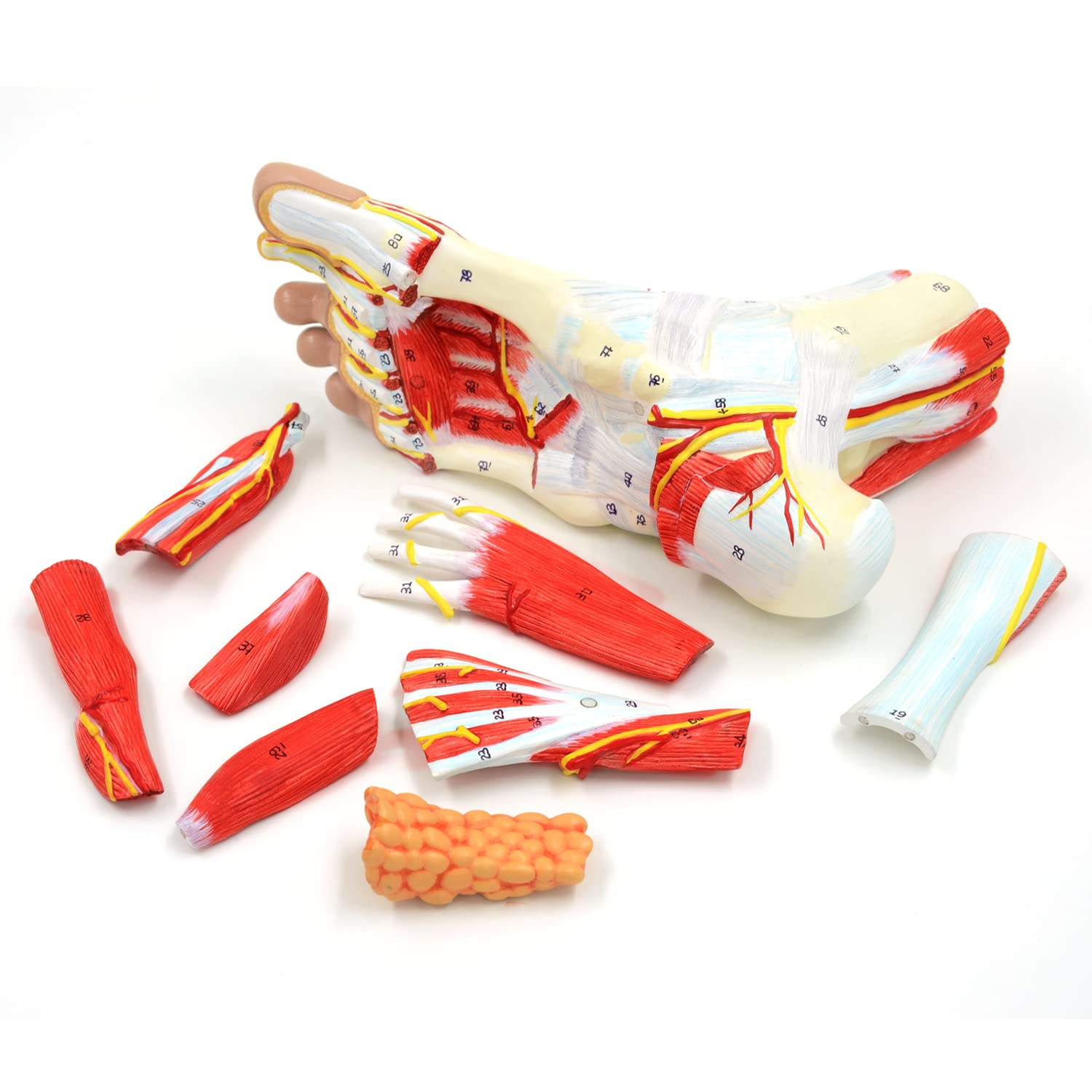 RONTEN Human Foot Anatomy Model With 9 Detachable Parts With The Muscles Ligaments Nerves And Arteries