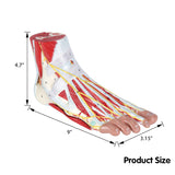 RONTEN Human Foot Anatomy Model With 9 Detachable Parts With The Muscles Ligaments Nerves And Arteries