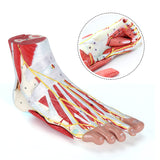 RONTEN Human Foot Anatomy Model With 9 Detachable Parts With The Muscles Ligaments Nerves And Arteries