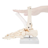 RONTEN Anatomy Foot Skeletal Model with Ankle Life Size Complete Foot Skeletal Model