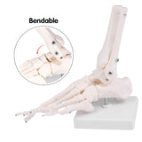 RONTEN Anatomy Foot Skeletal Model with Ankle Life Size 