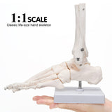 1:1 Anatomy Foot Skeletal Model with Ankle Life Size Complete Foot Skeletal Model