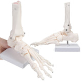 RONTEN Anatomy Foot Skeletal Model with Ankle Life Size Complete Foot Skeletal Model