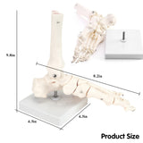 RONTEN Anatomy Foot Skeletal Model with Ankle Life Size Complete Foot Skeletal Model SIZE