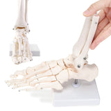 Anatomy Foot Skeletal Model with Ankle Life Size Complete Foot Skeletal Model