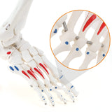 RONTEN Life Size Right Foot and Ankle Skeletal Model Fully Articulated Medical Anatomical Model