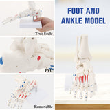 Right Foot and Ankle Skeletal Model RONTEN