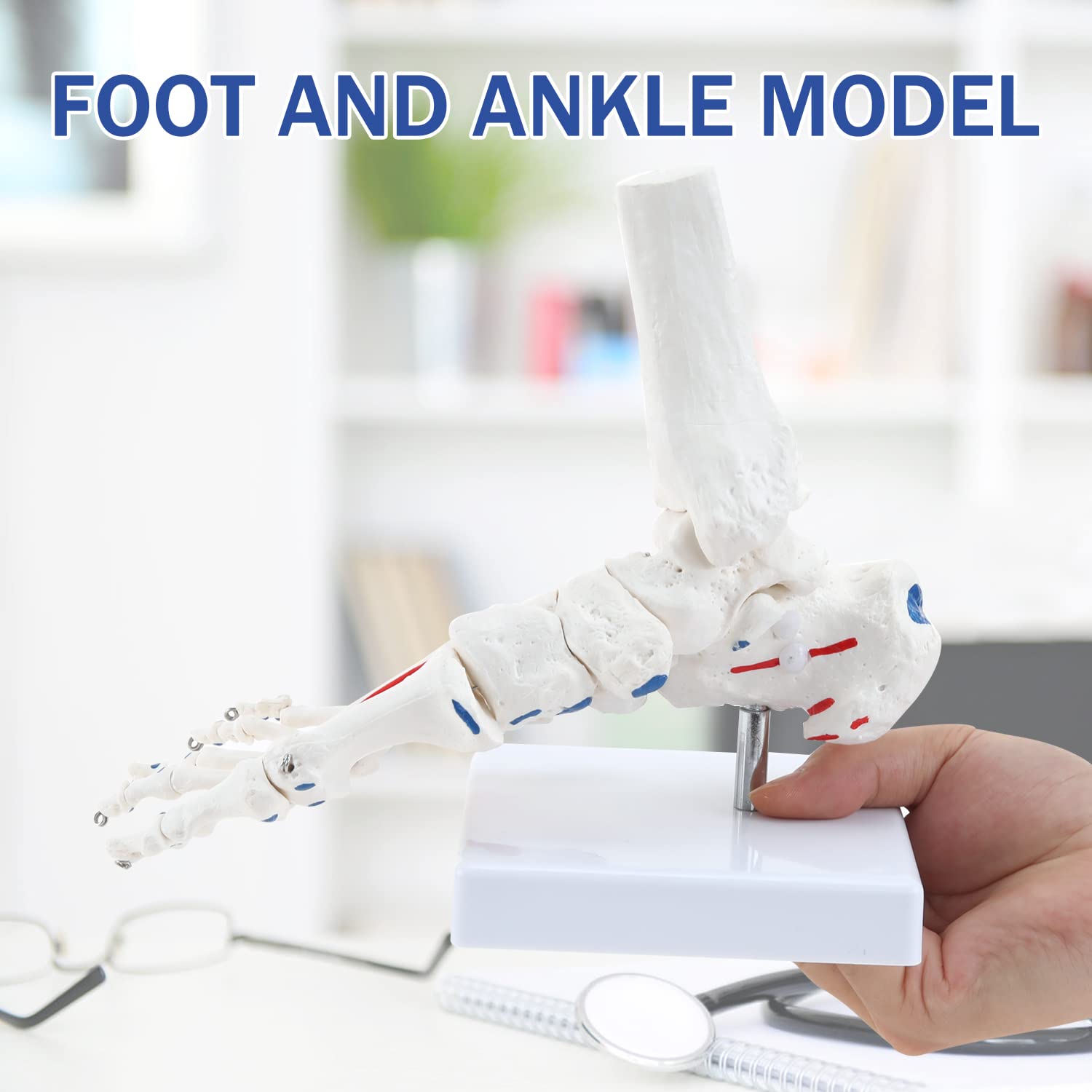 Medical Anatomical Right Foot and Ankle Skeletal Model Fully Articulated